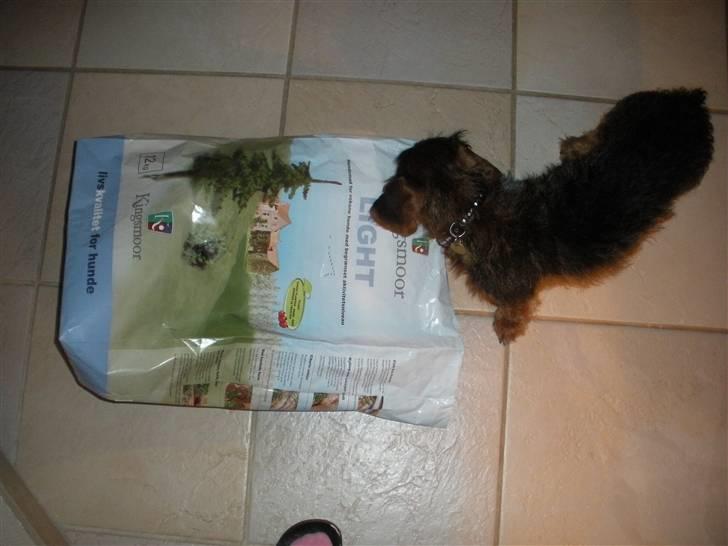 Dværggravhund Albert - Stadig sulten :-) billede 7