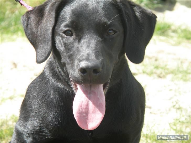 Labrador retriever Karla billede 5