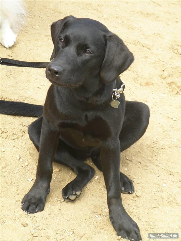 Labrador retriever Karla billede 6