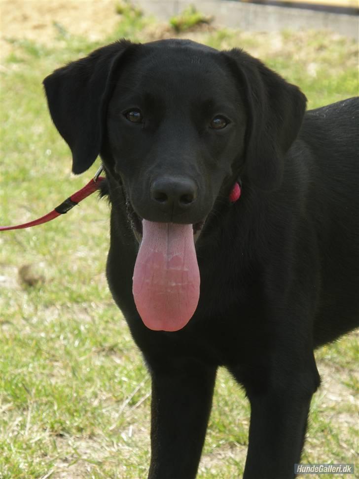 Labrador retriever Karla billede 7