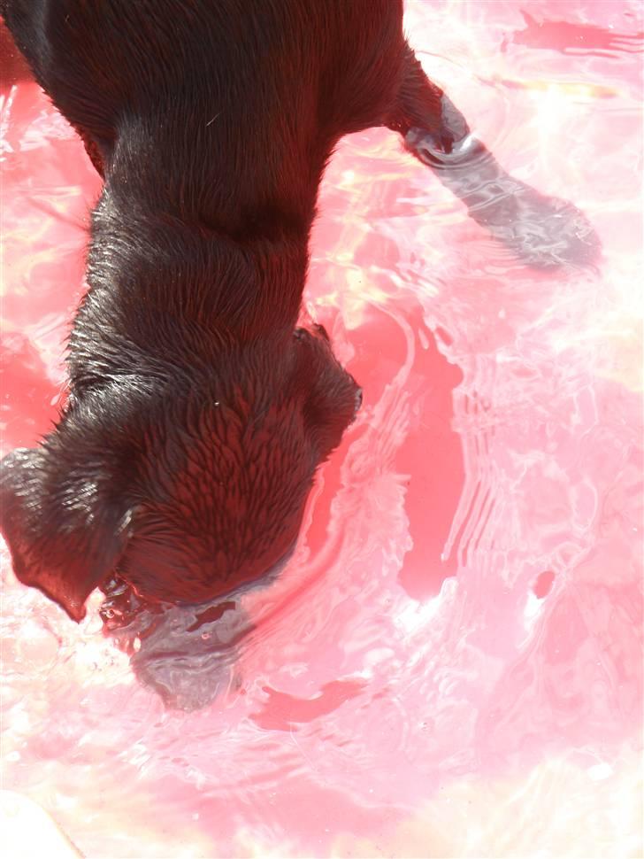 Labrador retriever Karla billede 8