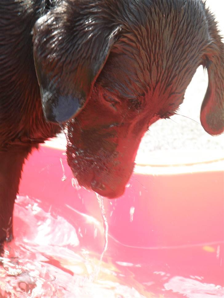 Labrador retriever Karla billede 9