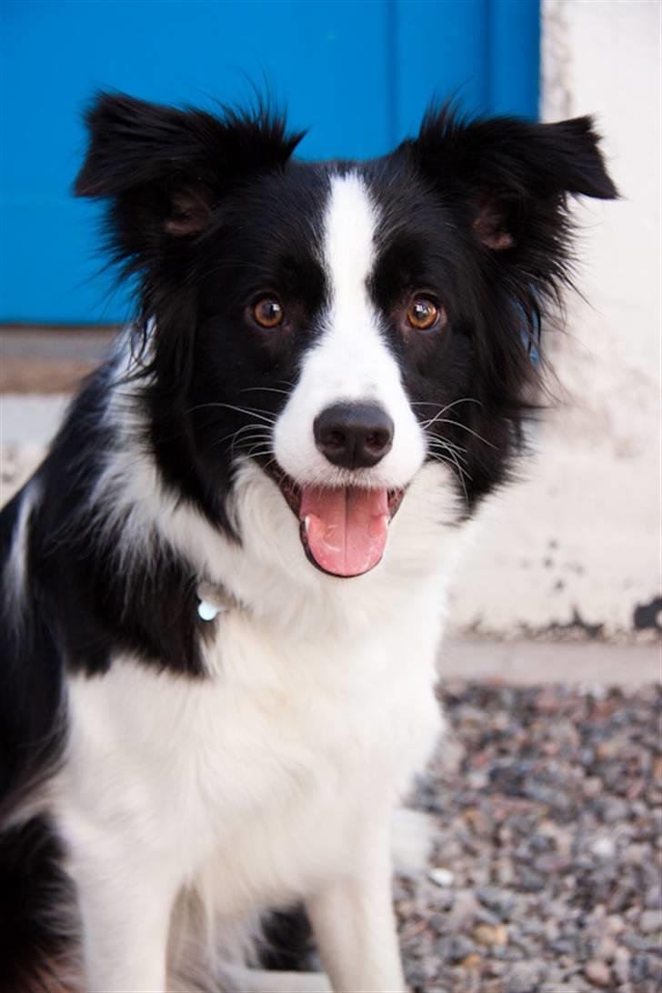 Border collie Lady Gaia billede 8
