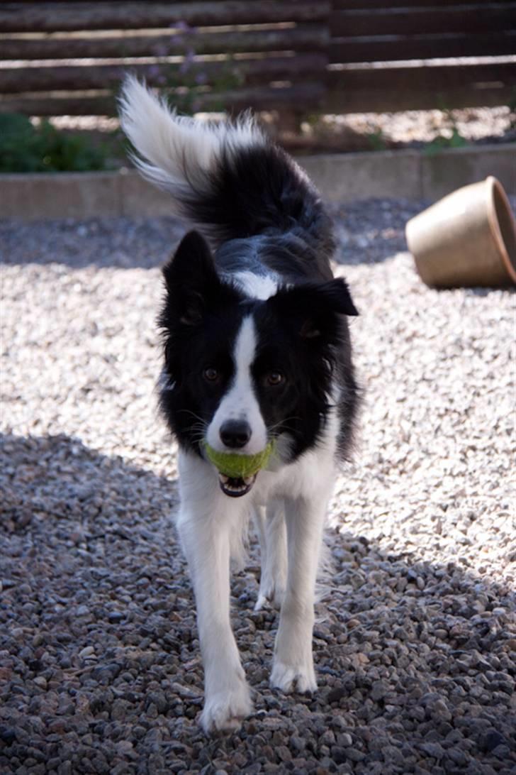 Border collie Lady Gaia billede 9