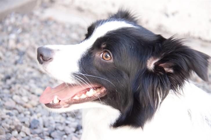 Border collie Lady Gaia billede 11