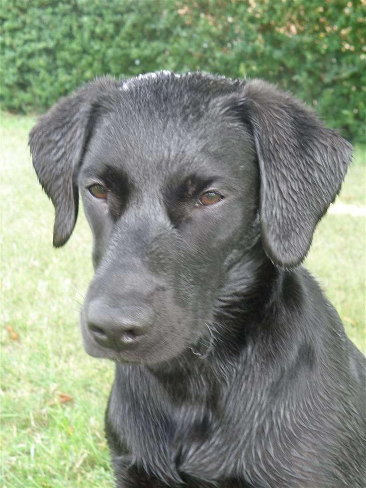 Labrador retriever Karla billede 10