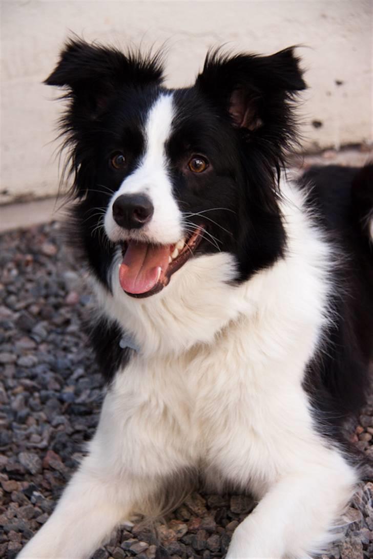 Border collie Lady Gaia billede 12