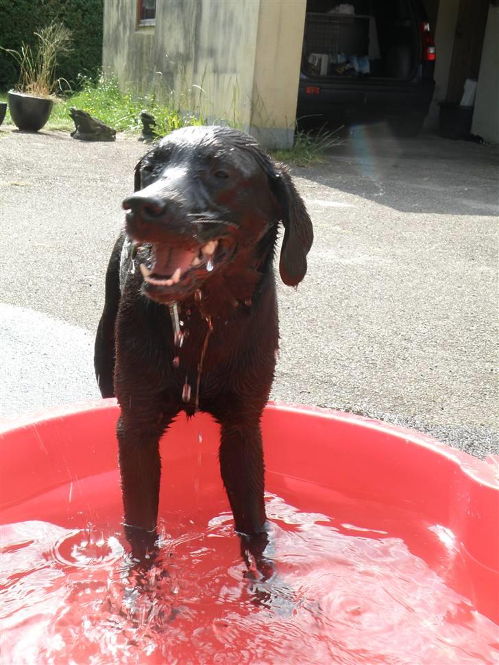 Labrador retriever Karla billede 11