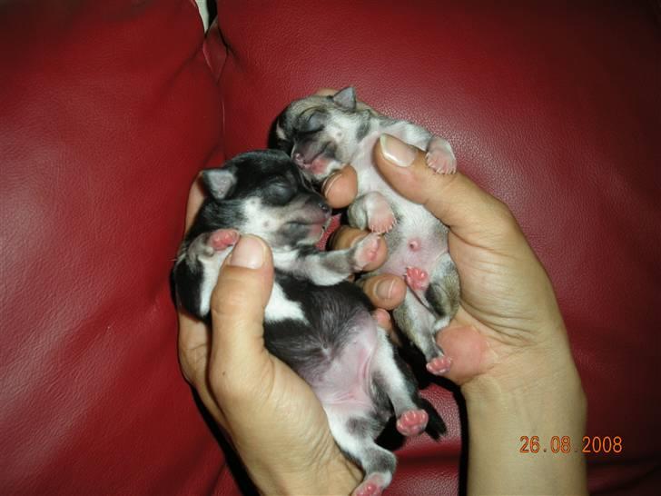 Chihuahua Cher blir kaldt Donna billede 8