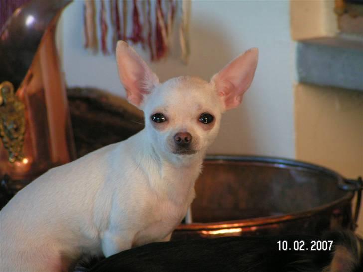 Chihuahua Cher blir kaldt Donna - shakira, donna´s mor billede 9