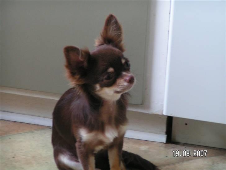 Chihuahua Cher blir kaldt Donna - marley donna´s far billede 10