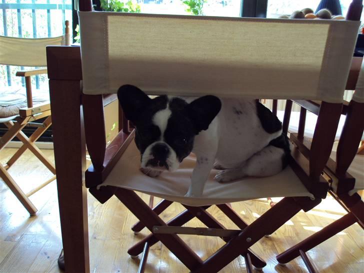 Blanding af racer Bella - Bella leger hule (tror jeg) billede 9