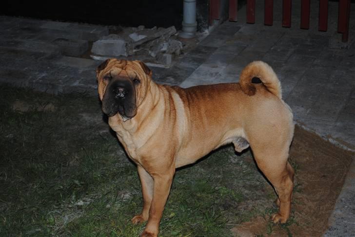 Shar pei Balu billede 1