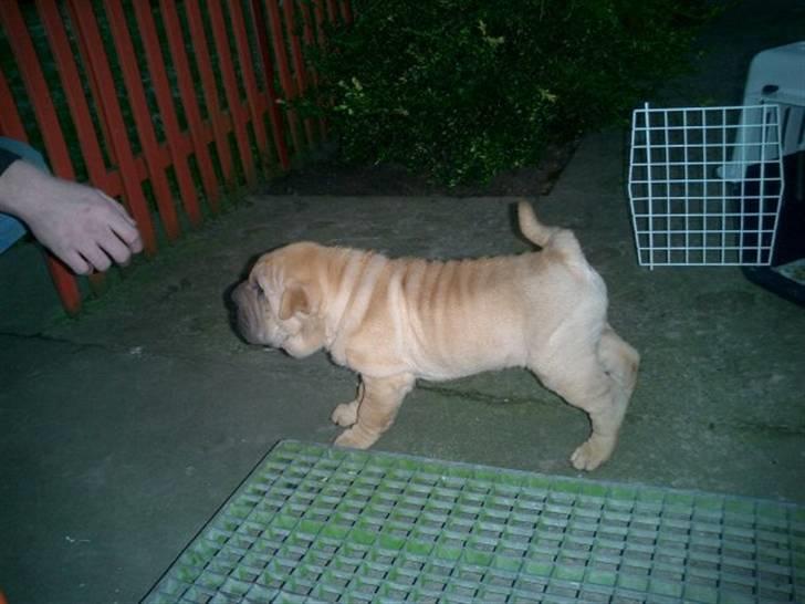 Shar pei Balu - min første dag i mit nye hjem, er lidt bange billede 2