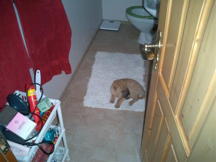 Shar pei Balu - elsker bademåtten og gulv varmen billede 4