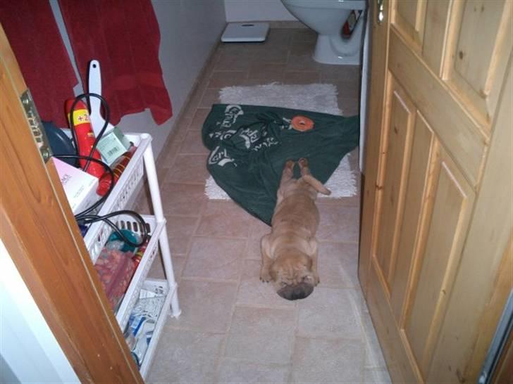 Shar pei Balu - se så lang jeg kan blive billede 5