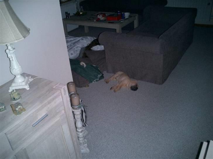 Shar pei Balu - Mor havde lagt alle puderne på gulvet for min skyld, men da hun sov sneg jeg mig væk og tog min lur på gulvet istedet for. billede 6