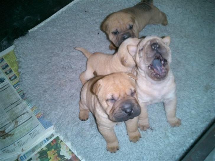 Shar pei Balu - se jeg kan allerede sidde pænt billede 7