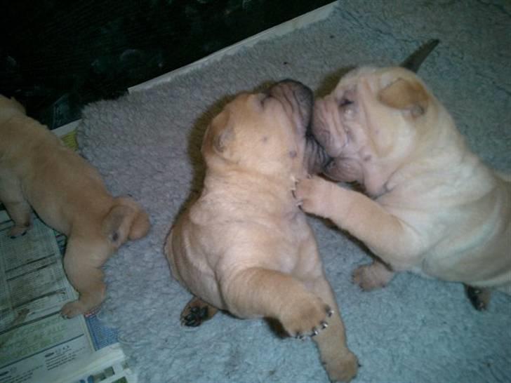 Shar pei Balu - umm, tungekys billede 8