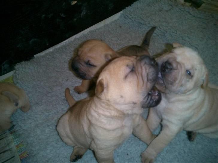 Shar pei Balu - stadig tungekys billede 9