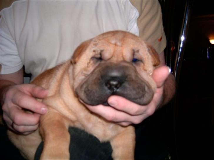 Shar pei Balu billede 10