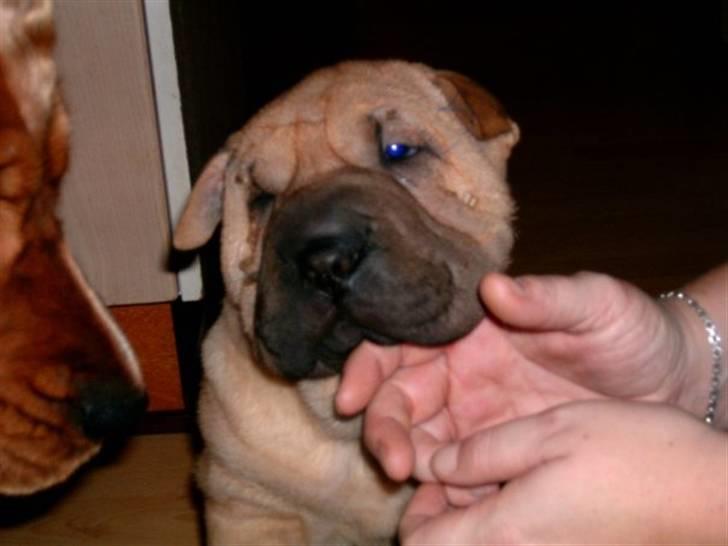 Shar pei Balu billede 11