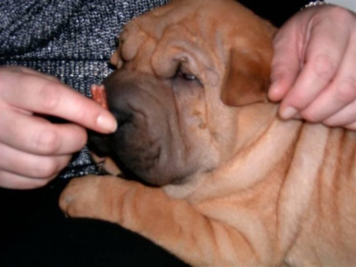 Shar pei Balu billede 12