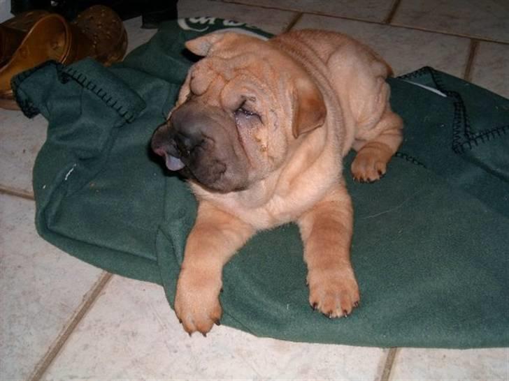 Shar pei Balu billede 14