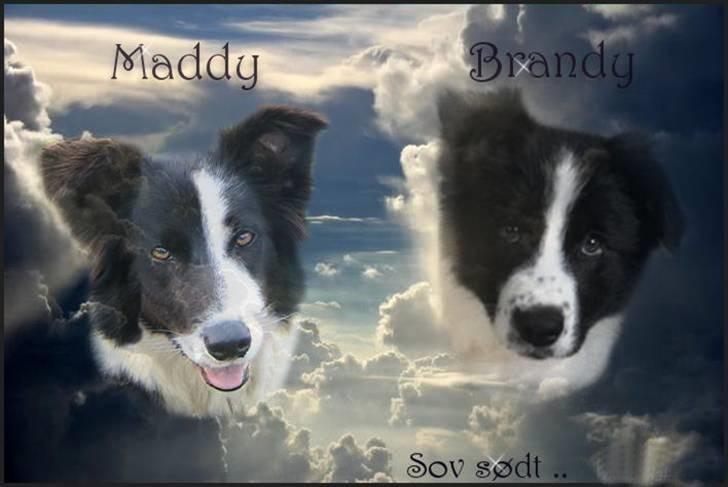 Border collie Maddy † RIP † - Smukt lavet af ~ • Belinda • ~, mange tak :-) billede 13