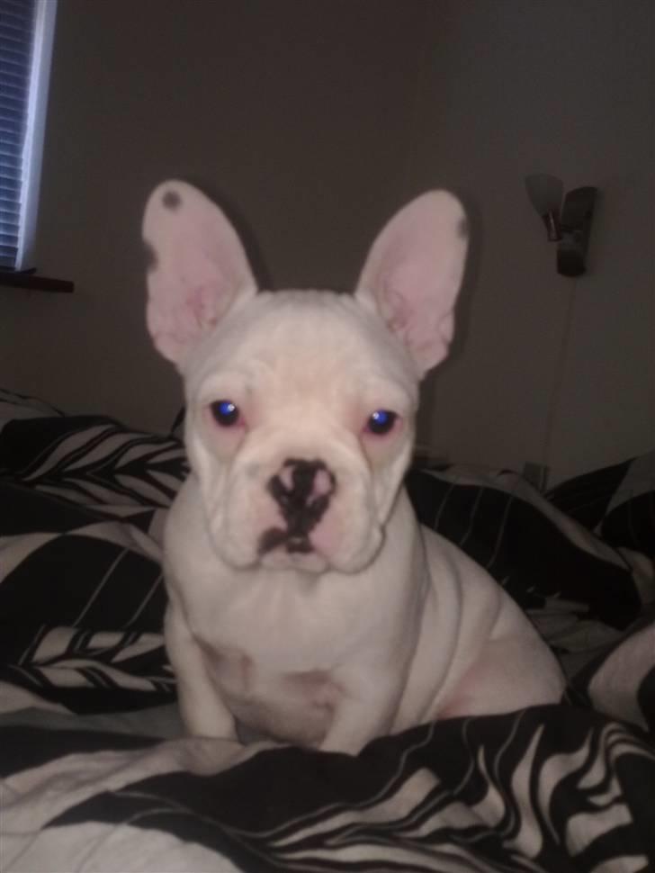 Fransk bulldog Fiona billede 1