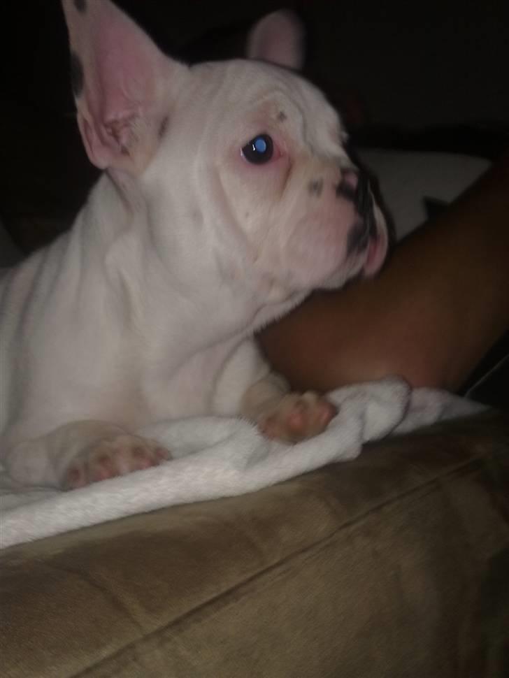 Fransk bulldog Fiona billede 2