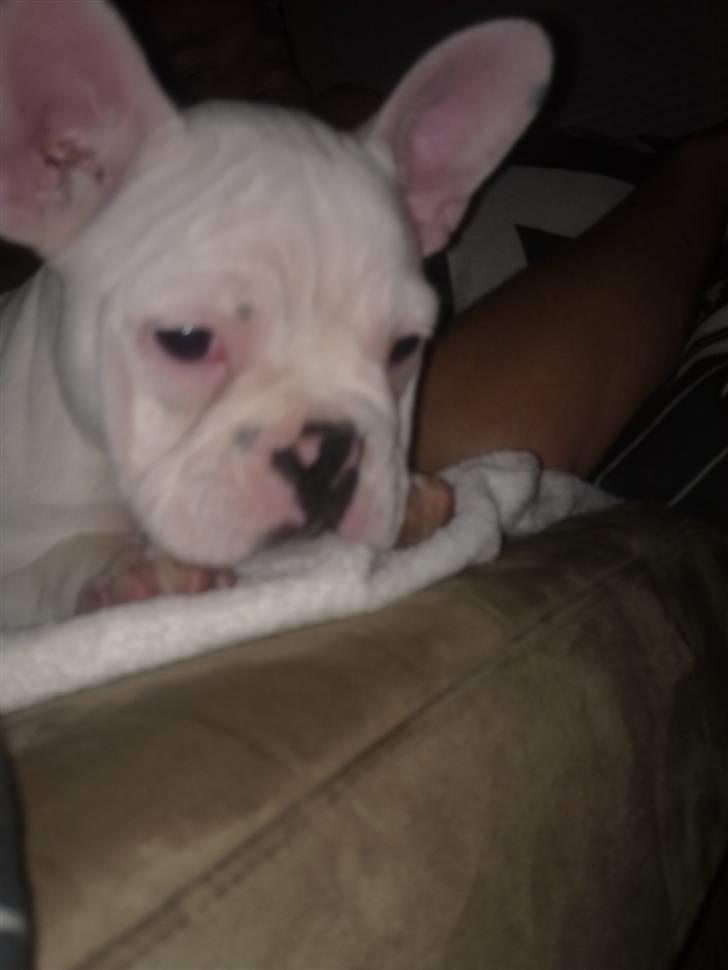 Fransk bulldog Fiona billede 3