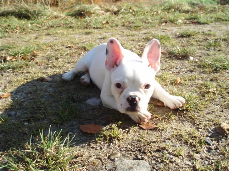 Fransk bulldog Fiona billede 4