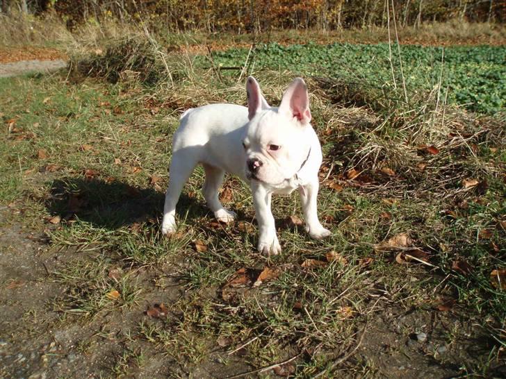 Fransk bulldog Fiona billede 5