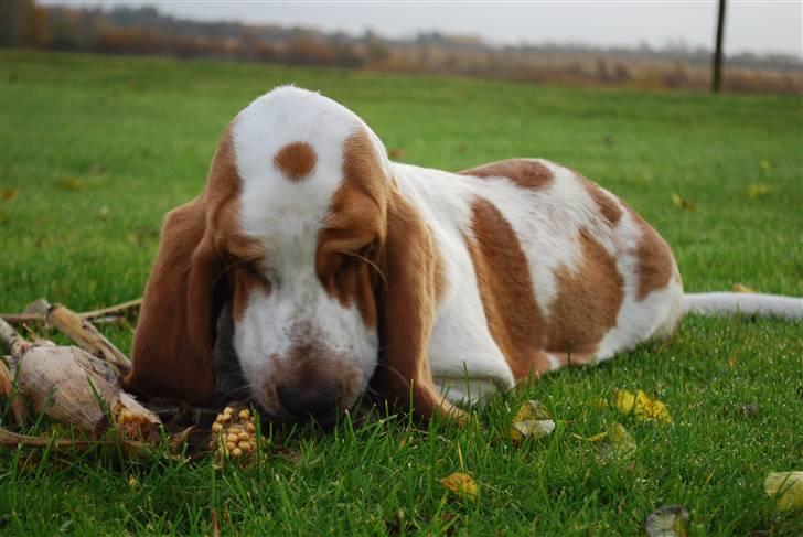 Basset hound Bobass Nuka - Har lige været over på naboens mark og hente en efterladt majs, mums. billede 12