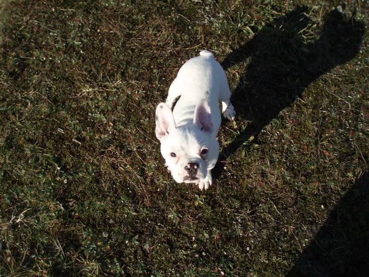 Fransk bulldog Fiona billede 6