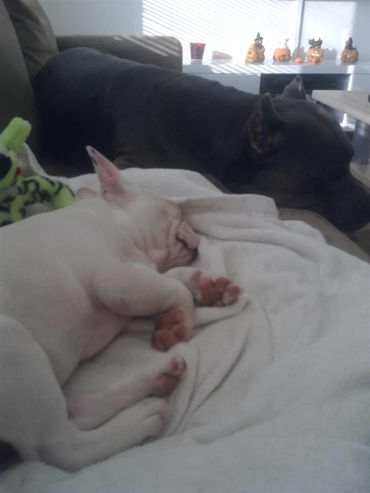 Fransk bulldog Fiona billede 7