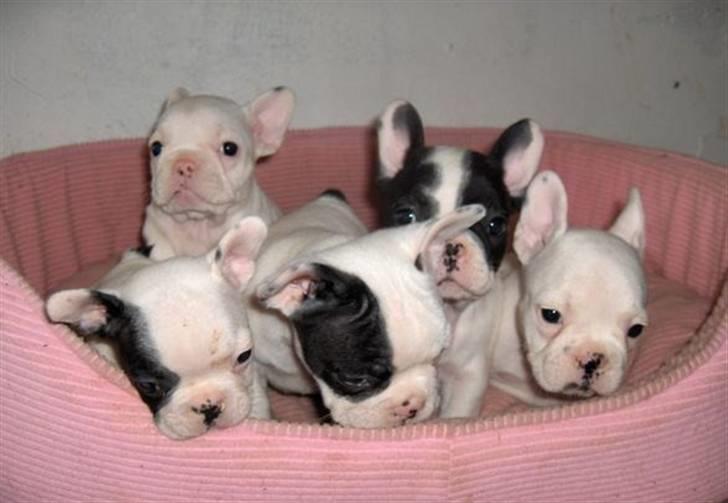 Fransk bulldog Fiona - Mig og mine dejlige søskende. Det er mig helt ude til højre. billede 8