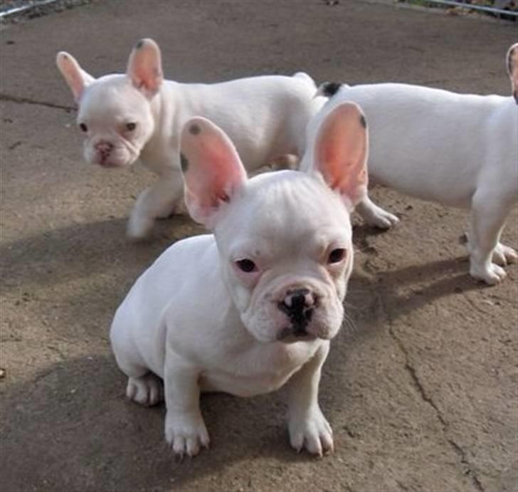 Fransk bulldog Fiona - Mig og mine søskende. billede 9