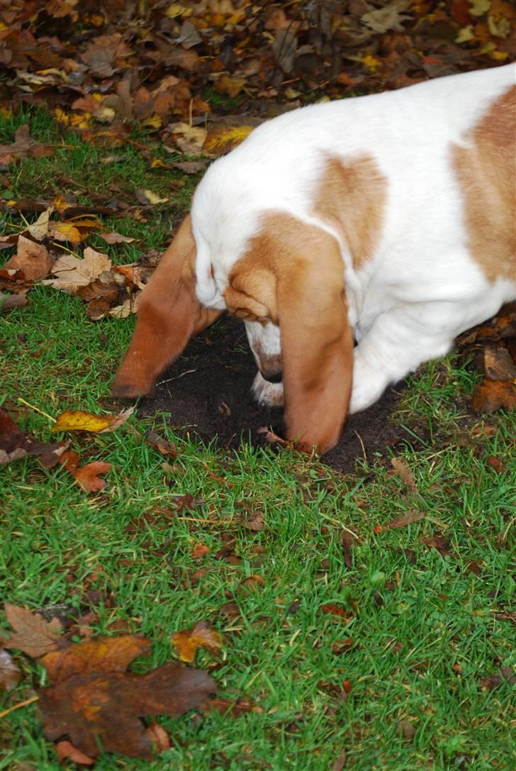 Basset hound Bobass Nuka - Hvem sagde gravhund? billede 13