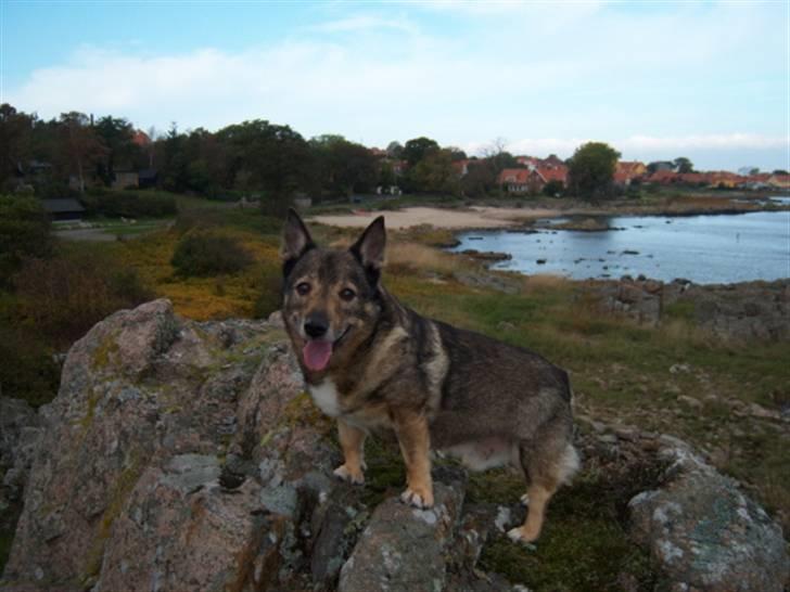 Västgötaspids Inka 1996-2009 billede 1