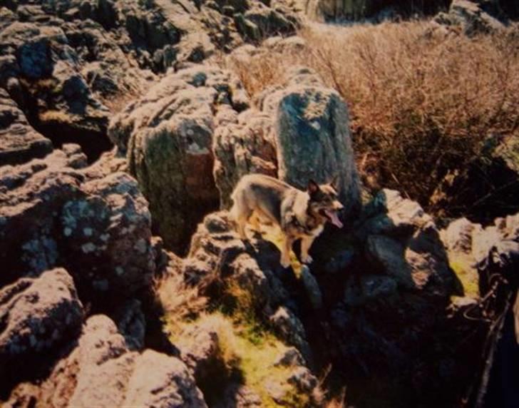 Västgötaspids Inka 1996-2009 billede 2