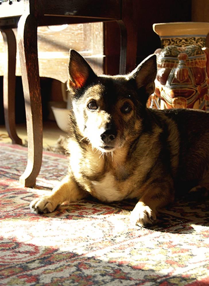 Västgötaspids Inka 1996-2009 billede 3