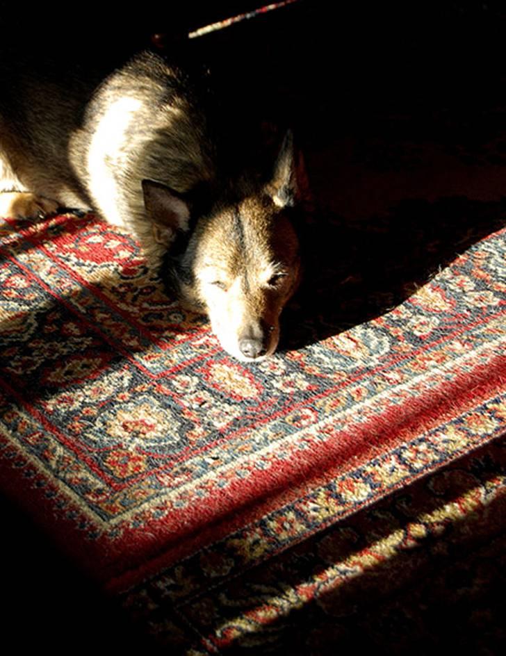 Västgötaspids Inka 1996-2009 billede 4