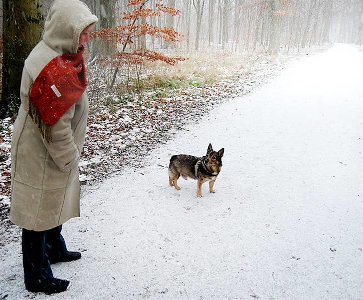 Västgötaspids Inka 1996-2009 - Inka og min mor billede 5