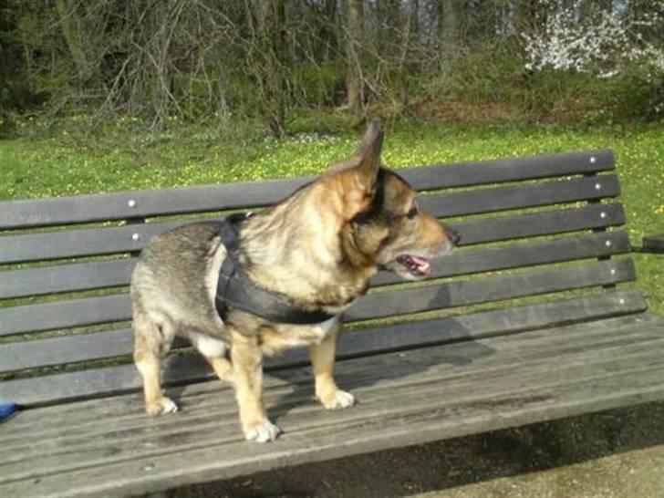 Västgötaspids Inka 1996-2009 - hhmm så blev man det højere...genialt=) billede 6