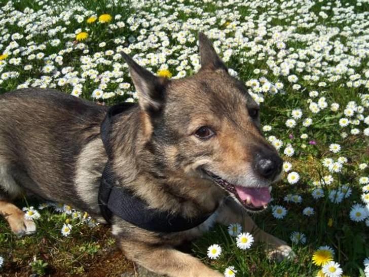 Västgötaspids Inka 1996-2009 billede 7