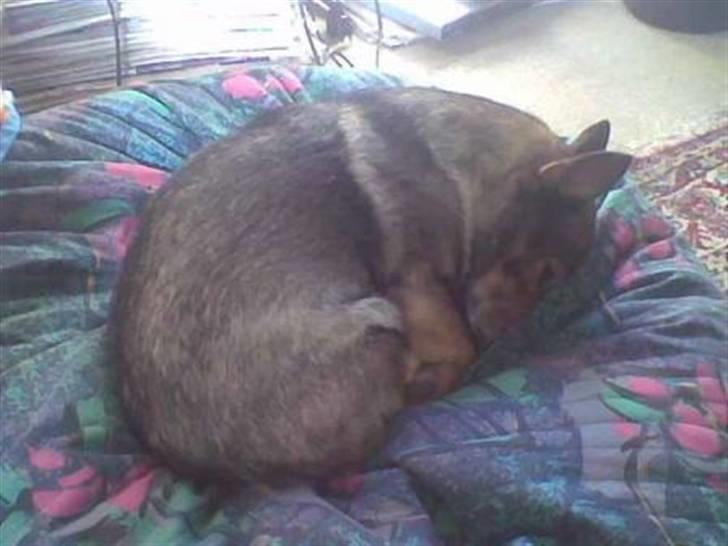 Västgötaspids Inka 1996-2009 - træt efter at have været ude hele dagen og scorede damer. billede 8