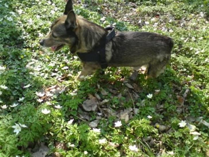 Västgötaspids Inka 1996-2009 billede 9