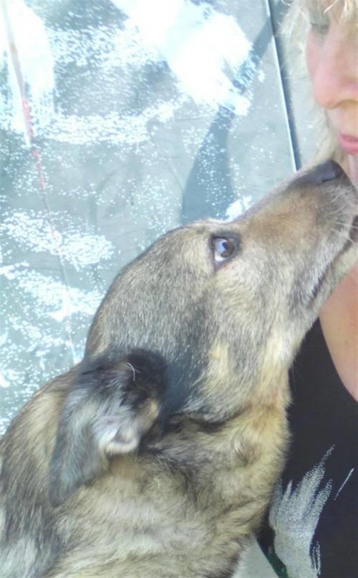 Västgötaspids Inka 1996-2009 - Inka kysser sin mama=) billede 10